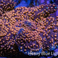 Ultra Corellamorph - Interstella Morph Coral WYSIWYG 2cm Ultra Corellamorph - Interstella Morph Coral WYSIWYG 2cm Animals & Pet Supplies Ultra Corellamorph - Interstella Morph Coral WYSIWYG 2cm Zeo Box Reef
