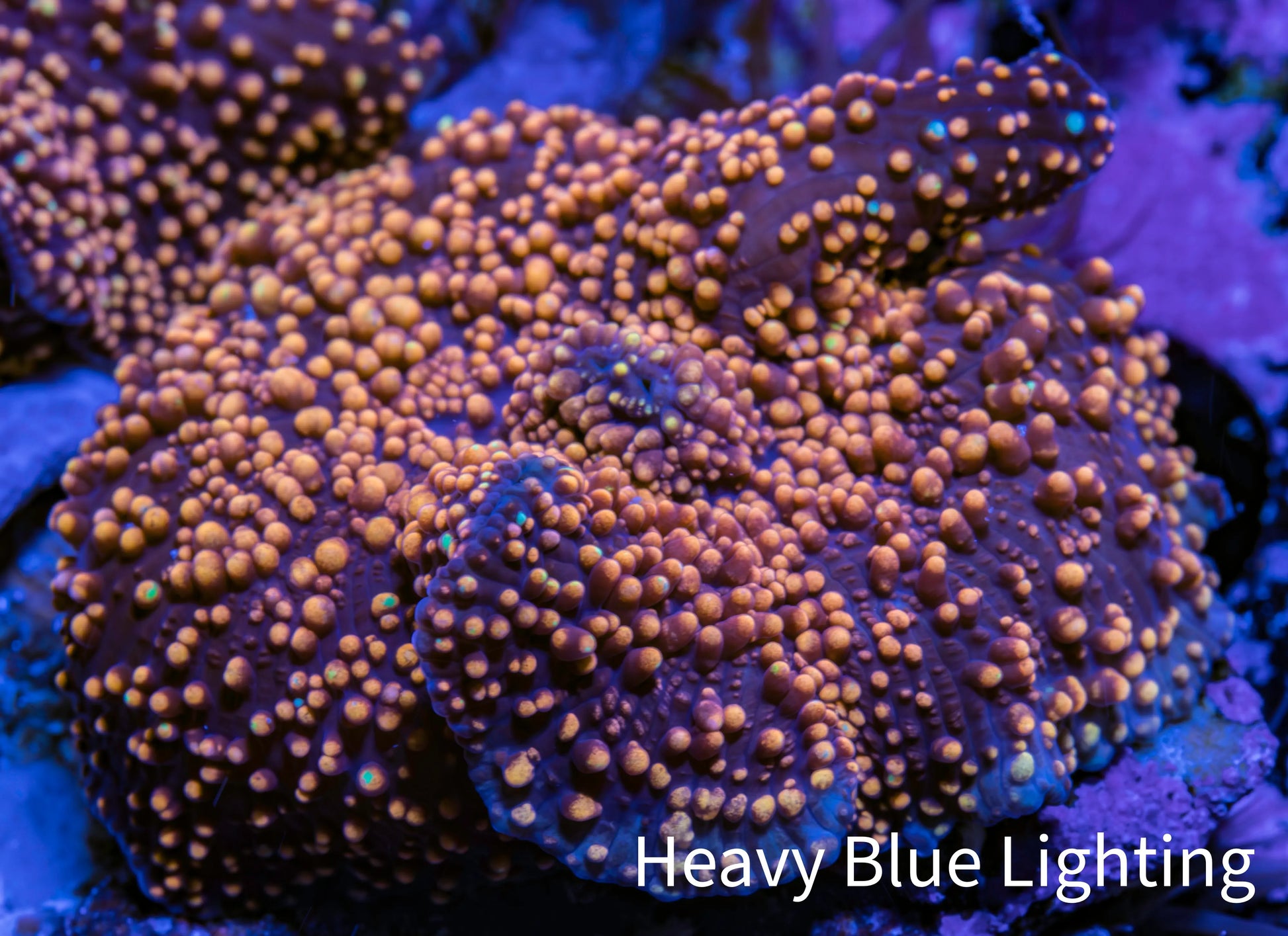 Ultra Corellamorph - Interstella Morph Coral WYSIWYG 2cm Ultra Corellamorph - Interstella Morph Coral WYSIWYG 2cm Animals & Pet Supplies Ultra Corellamorph - Interstella Morph Coral WYSIWYG 2cm Zeo Box Reef