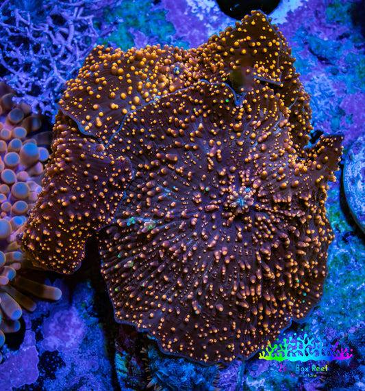Ultra Corellamorph - Interstella Morph Coral WYSIWYG 4cm Ultra Corellamorph - Interstella Morph Coral WYSIWYG 4cm Animals & Pet Supplies Ultra Corellamorph - Interstella Morph Coral WYSIWYG 4cm Zeo Box Reef