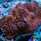 Ultra Corellamorph - Interstella Morph Coral WYSIWYG 4cm (Copy) Ultra Corellamorph - Interstella Morph Coral WYSIWYG 4cm (Copy) Animals & Pet Supplies Ultra Corellamorph - Interstella Morph Coral WYSIWYG 4cm (Copy) Zeo Box Reef
