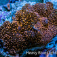 Ultra Corellamorph - Interstella Morph Coral WYSIWYG 4cm (Copy) Ultra Corellamorph - Interstella Morph Coral WYSIWYG 4cm (Copy) Animals & Pet Supplies Ultra Corellamorph - Interstella Morph Coral WYSIWYG 4cm (Copy) Zeo Box Reef