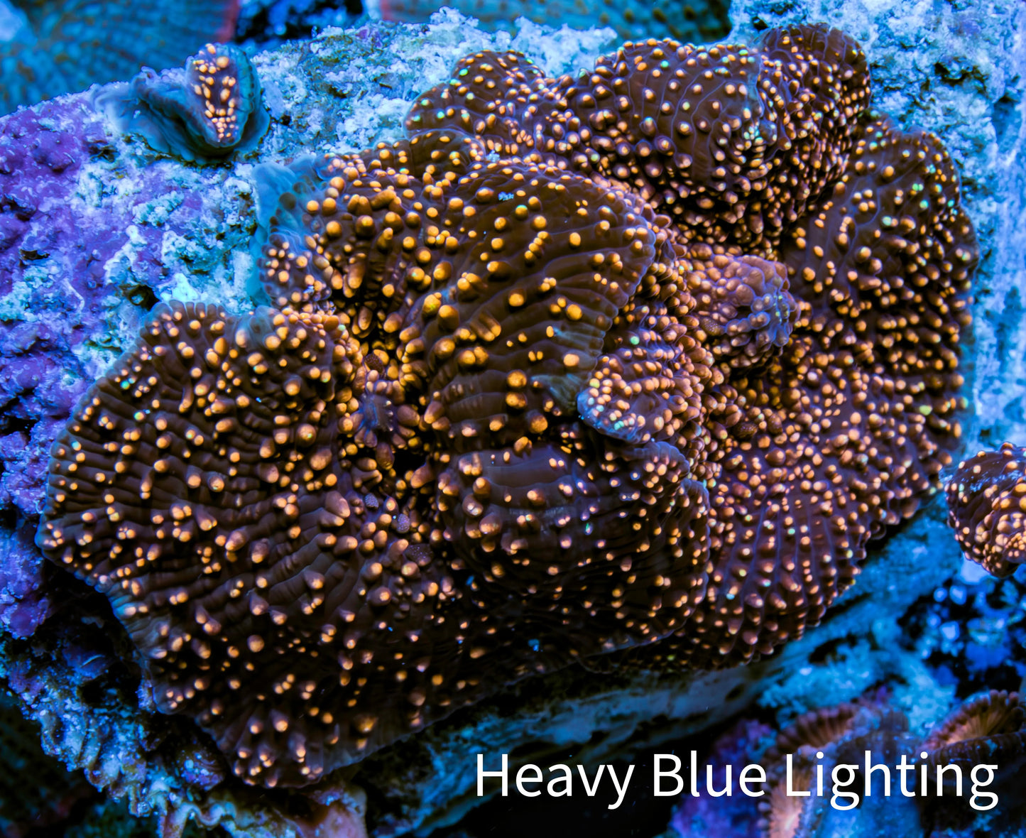 Ultra Corellamorph - Interstella Morph Coral WYSIWYG 4cm (Copy) Ultra Corellamorph - Interstella Morph Coral WYSIWYG 4cm (Copy) Animals & Pet Supplies Ultra Corellamorph - Interstella Morph Coral WYSIWYG 4cm (Copy) Zeo Box Reef