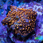 Ultra Corellamorph - Interstella Morph Coral WYSIWYG F11R2B2 1.5cm Ultra Corellamorph - Interstella Morph Coral WYSIWYG F11R2B2 1.5cm Animals & Pet Supplies Ultra Corellamorph - Interstella Morph Coral WYSIWYG F11R2B2 1.5cm Zeo Box Reef