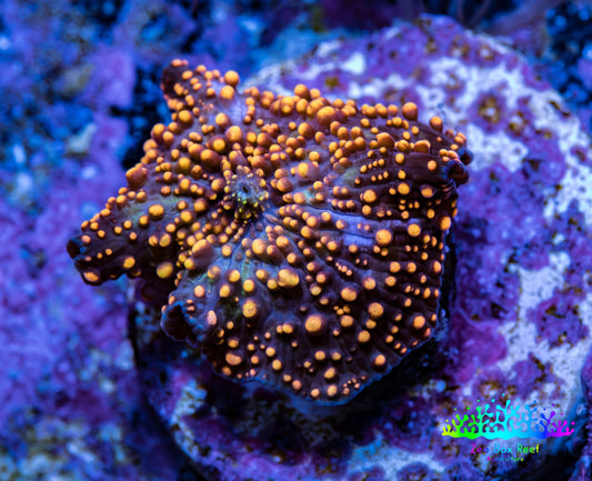Ultra Corellamorph - Interstella Morph Coral WYSIWYG F11R2B2 1.5cm Ultra Corellamorph - Interstella Morph Coral WYSIWYG F11R2B2 1.5cm Animals & Pet Supplies Ultra Corellamorph - Interstella Morph Coral WYSIWYG F11R2B2 1.5cm Zeo Box Reef