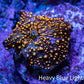 Ultra Corellamorph - Interstella Morph Coral WYSIWYG F11R2B2 1.5cm Ultra Corellamorph - Interstella Morph Coral WYSIWYG F11R2B2 1.5cm Animals & Pet Supplies Ultra Corellamorph - Interstella Morph Coral WYSIWYG F11R2B2 1.5cm Zeo Box Reef