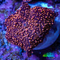 Ultra Corellamorph - Interstella Morph Coral WYSIWYG G1R1B2 2cm Ultra Corellamorph - Interstella Morph Coral WYSIWYG G1R1B2 2cm Animals & Pet Supplies Ultra Corellamorph - Interstella Morph Coral WYSIWYG G1R1B2 2cm Zeo Box Reef