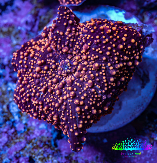 Ultra Corellamorph - Interstella Morph Coral WYSIWYG G1R1B2 2cm Ultra Corellamorph - Interstella Morph Coral WYSIWYG G1R1B2 2cm Animals & Pet Supplies Ultra Corellamorph - Interstella Morph Coral WYSIWYG G1R1B2 2cm Zeo Box Reef