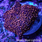 Ultra Corellamorph - Interstella Morph Coral WYSIWYG G1R1B2 2cm Ultra Corellamorph - Interstella Morph Coral WYSIWYG G1R1B2 2cm Animals & Pet Supplies Ultra Corellamorph - Interstella Morph Coral WYSIWYG G1R1B2 2cm Zeo Box Reef