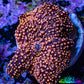 Ultra Corellamorph - Interstella Morph Coral WYSIWYG G2R1B2 2cm Ultra Corellamorph - Interstella Morph Coral WYSIWYG G2R1B2 2cm Animals & Pet Supplies Ultra Corellamorph - Interstella Morph Coral WYSIWYG G2R1B2 2cm Zeo Box Reef