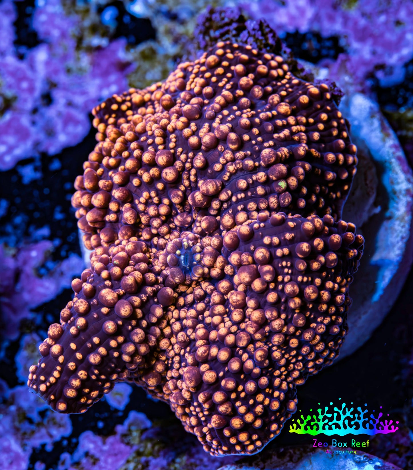 Ultra Corellamorph - Interstella Morph Coral WYSIWYG G2R1B2 2cm Ultra Corellamorph - Interstella Morph Coral WYSIWYG G2R1B2 2cm Animals & Pet Supplies Ultra Corellamorph - Interstella Morph Coral WYSIWYG G2R1B2 2cm Zeo Box Reef