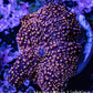 Ultra Corellamorph - Interstella Morph Coral WYSIWYG G2R1B2 2cm Ultra Corellamorph - Interstella Morph Coral WYSIWYG G2R1B2 2cm Animals & Pet Supplies Ultra Corellamorph - Interstella Morph Coral WYSIWYG G2R1B2 2cm Zeo Box Reef