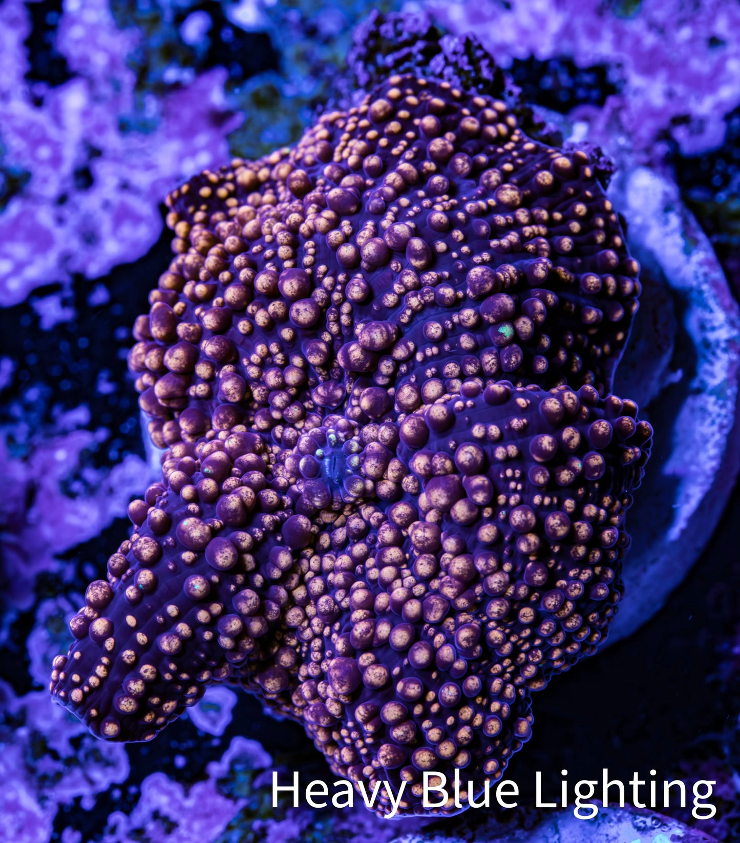 Ultra Corellamorph - Interstella Morph Coral WYSIWYG G2R1B2 2cm Ultra Corellamorph - Interstella Morph Coral WYSIWYG G2R1B2 2cm Animals & Pet Supplies Ultra Corellamorph - Interstella Morph Coral WYSIWYG G2R1B2 2cm Zeo Box Reef