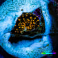 Ultra Corellamorph - Interstella Morph Coral WYSIWYG Pup 0.5cm Ultra Corellamorph - Interstella Morph Coral WYSIWYG Pup 0.5cm Animals & Pet Supplies Ultra Corellamorph - Interstella Morph Coral WYSIWYG Pup 0.5cm Zeo Box Reef