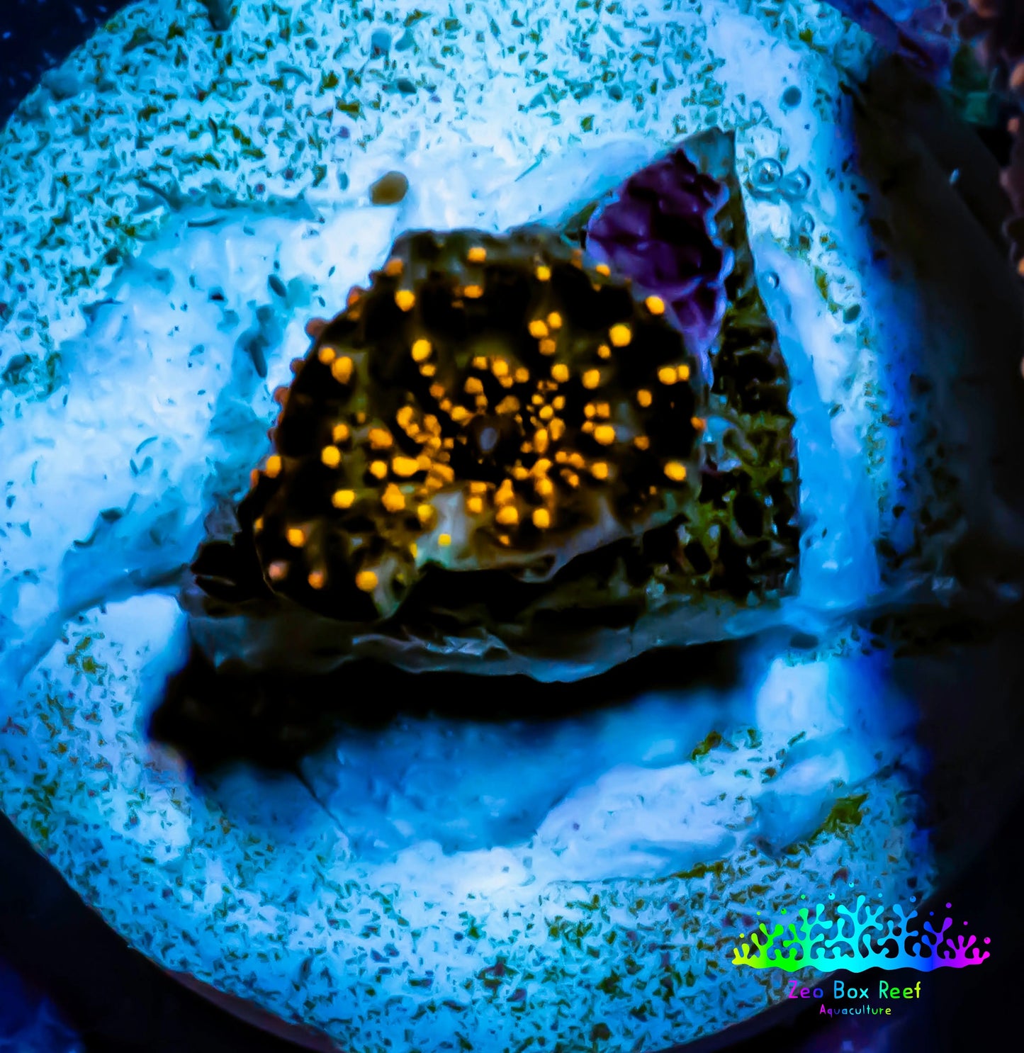Ultra Corellamorph - Interstella Morph Coral WYSIWYG Pup 0.5cm Ultra Corellamorph - Interstella Morph Coral WYSIWYG Pup 0.5cm Animals & Pet Supplies Ultra Corellamorph - Interstella Morph Coral WYSIWYG Pup 0.5cm Zeo Box Reef