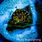 Ultra Corellamorph - Interstella Morph Coral WYSIWYG Pup 0.5cm Ultra Corellamorph - Interstella Morph Coral WYSIWYG Pup 0.5cm Animals & Pet Supplies Ultra Corellamorph - Interstella Morph Coral WYSIWYG Pup 0.5cm Zeo Box Reef