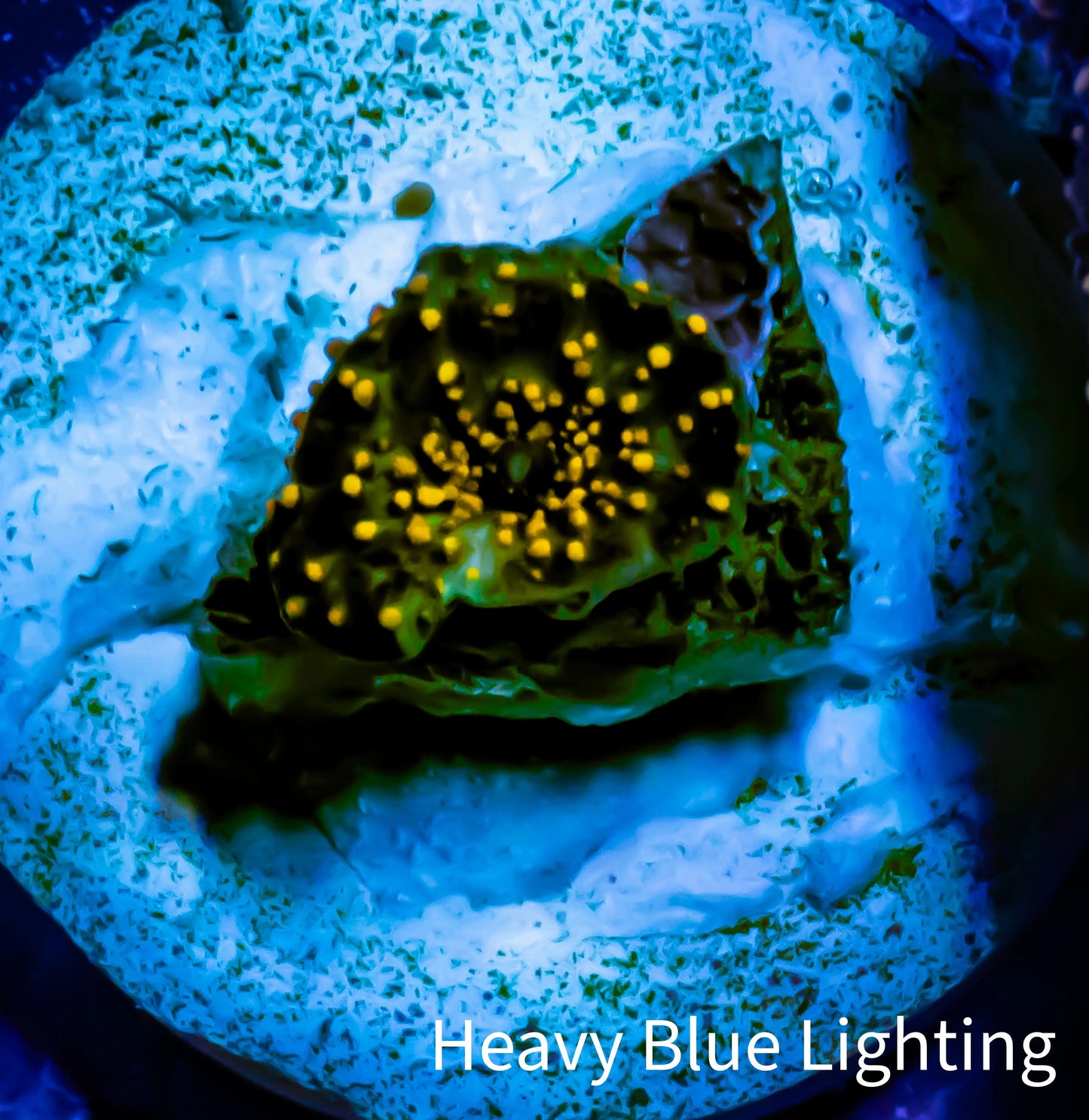 Ultra Corellamorph - Interstella Morph Coral WYSIWYG Pup 0.5cm Ultra Corellamorph - Interstella Morph Coral WYSIWYG Pup 0.5cm Animals & Pet Supplies Ultra Corellamorph - Interstella Morph Coral WYSIWYG Pup 0.5cm Zeo Box Reef