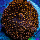 Ultra Corellamorph - Interstella Morph Coral WYSIWYG Pup 2cm Ultra Corellamorph - Interstella Morph Coral WYSIWYG Pup 2cm Animals & Pet Supplies Ultra Corellamorph - Interstella Morph Coral WYSIWYG Pup 2cm Zeo Box Reef