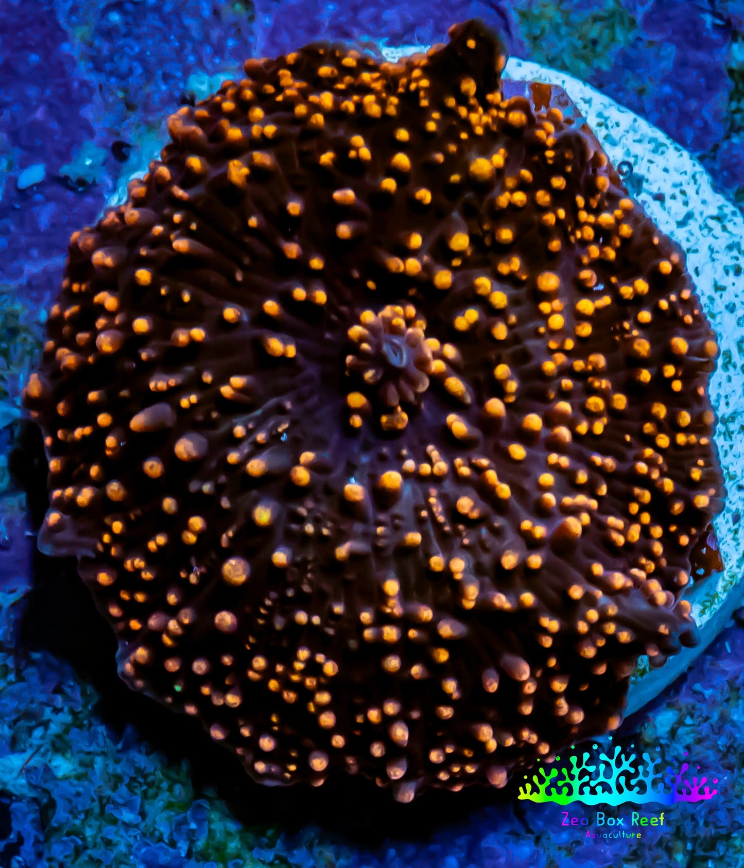 Ultra Corellamorph - Interstella Morph Coral WYSIWYG Pup 2cm Ultra Corellamorph - Interstella Morph Coral WYSIWYG Pup 2cm Animals & Pet Supplies Ultra Corellamorph - Interstella Morph Coral WYSIWYG Pup 2cm Zeo Box Reef
