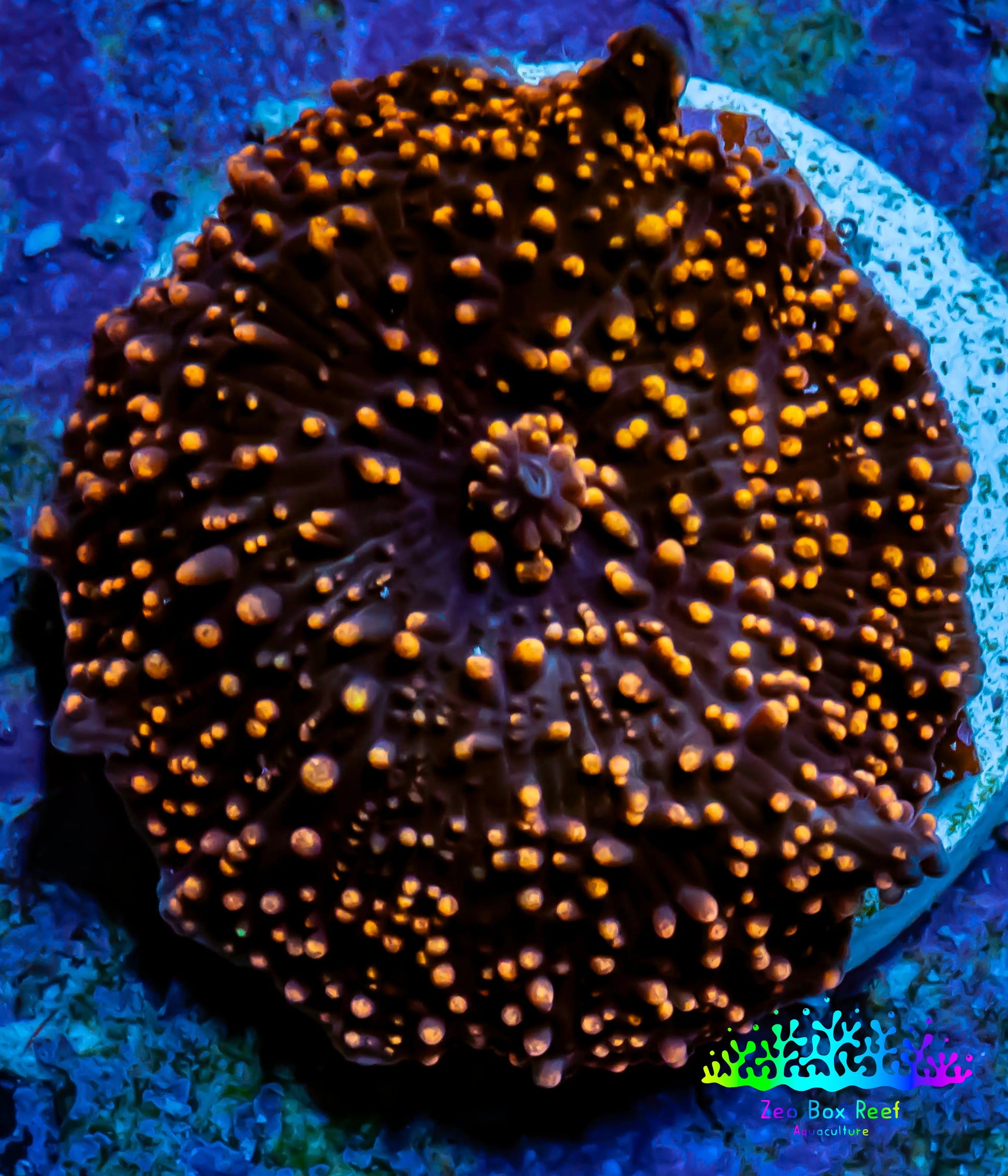 Ultra Corellamorph - Interstella Morph Coral WYSIWYG Pup 2cm Ultra Corellamorph - Interstella Morph Coral WYSIWYG Pup 2cm Animals & Pet Supplies Ultra Corellamorph - Interstella Morph Coral WYSIWYG Pup 2cm Zeo Box Reef