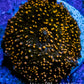Ultra Corellamorph - Interstella Morph Coral WYSIWYG Pup 2cm Ultra Corellamorph - Interstella Morph Coral WYSIWYG Pup 2cm Animals & Pet Supplies Ultra Corellamorph - Interstella Morph Coral WYSIWYG Pup 2cm Zeo Box Reef