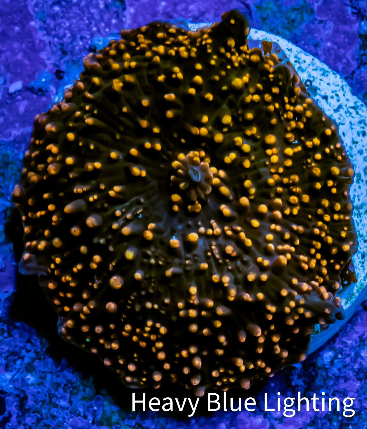Ultra Corellamorph - Interstella Morph Coral WYSIWYG Pup 2cm Ultra Corellamorph - Interstella Morph Coral WYSIWYG Pup 2cm Animals & Pet Supplies Ultra Corellamorph - Interstella Morph Coral WYSIWYG Pup 2cm Zeo Box Reef