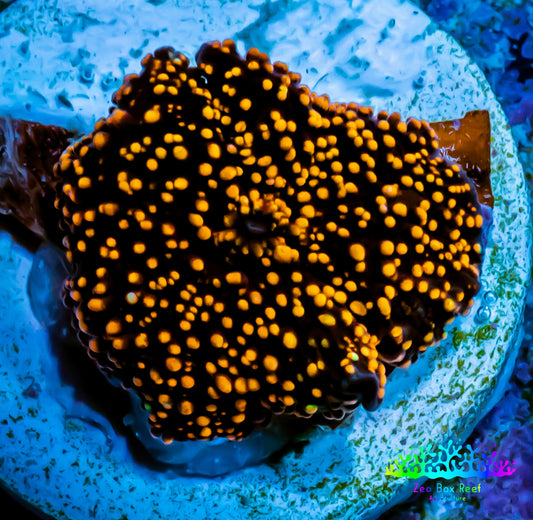 Ultra Corellamorph - Interstella Morph Coral WYSIWYG R3R1B2 1cm Ultra Corellamorph - Interstella Morph Coral WYSIWYG R3R1B2 1cm Animals & Pet Supplies Ultra Corellamorph - Interstella Morph Coral WYSIWYG R3R1B2 1cm Zeo Box Reef