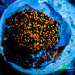 Ultra Corellamorph - Interstella Morph Coral WYSIWYG R!R1B2 1cm Ultra Corellamorph - Interstella Morph Coral WYSIWYG R!R1B2 1cm Animals & Pet Supplies Ultra Corellamorph - Interstella Morph Coral WYSIWYG R!R1B2 1cm Zeo Box Reef