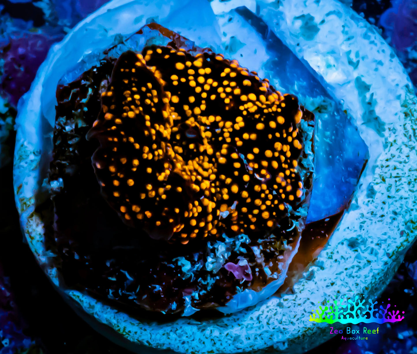 Ultra Corellamorph - Interstella Morph Coral WYSIWYG R!R1B2 1cm Ultra Corellamorph - Interstella Morph Coral WYSIWYG R!R1B2 1cm Animals & Pet Supplies Ultra Corellamorph - Interstella Morph Coral WYSIWYG R!R1B2 1cm Zeo Box Reef