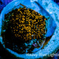 Ultra Corellamorph - Interstella Morph Coral WYSIWYG R!R1B2 1cm Ultra Corellamorph - Interstella Morph Coral WYSIWYG R!R1B2 1cm Animals & Pet Supplies Ultra Corellamorph - Interstella Morph Coral WYSIWYG R!R1B2 1cm Zeo Box Reef