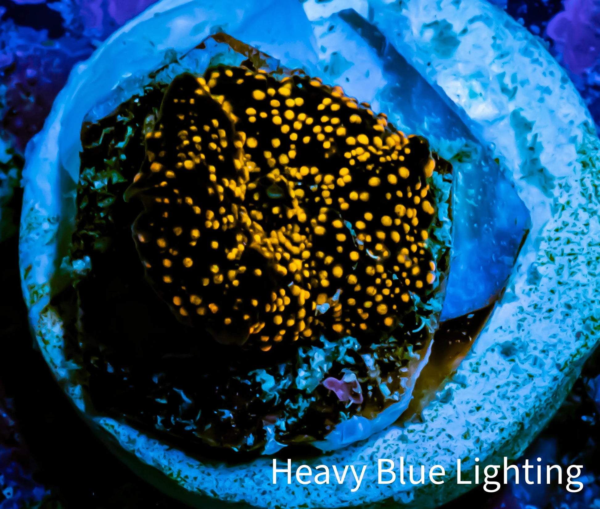 Ultra Corellamorph - Interstella Morph Coral WYSIWYG R!R1B2 1cm Ultra Corellamorph - Interstella Morph Coral WYSIWYG R!R1B2 1cm Animals & Pet Supplies Ultra Corellamorph - Interstella Morph Coral WYSIWYG R!R1B2 1cm Zeo Box Reef