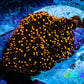 Ultra Corellamorph - Interstella Morph Coral WYSIWYG R!R1B2 Ultra Corellamorph - Interstella Morph Coral WYSIWYG R!R1B2 Animals & Pet Supplies Ultra Corellamorph - Interstella Morph Coral WYSIWYG R!R1B2 Zeo Box Reef