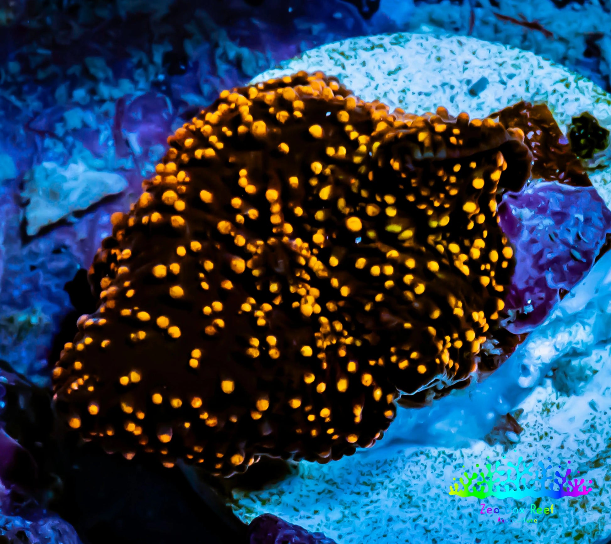 Ultra Corellamorph - Interstella Morph Coral WYSIWYG R!R1B2 Ultra Corellamorph - Interstella Morph Coral WYSIWYG R!R1B2 Animals & Pet Supplies Ultra Corellamorph - Interstella Morph Coral WYSIWYG R!R1B2 Zeo Box Reef
