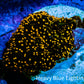 Ultra Corellamorph - Interstella Morph Coral WYSIWYG R!R1B2 Ultra Corellamorph - Interstella Morph Coral WYSIWYG R!R1B2 Animals & Pet Supplies Ultra Corellamorph - Interstella Morph Coral WYSIWYG R!R1B2 Zeo Box Reef