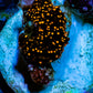 Ultra Corellamorph - Interstella Morph Coral WYSIWYG S1R1B2 1cm Ultra Corellamorph - Interstella Morph Coral WYSIWYG S1R1B2 1cm Animals & Pet Supplies Ultra Corellamorph - Interstella Morph Coral WYSIWYG S1R1B2 1cm Zeo Box Reef