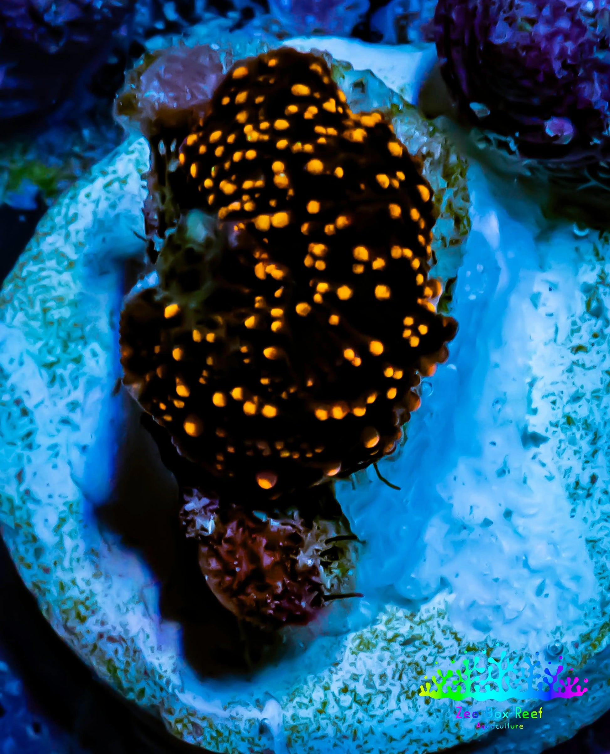Ultra Corellamorph - Interstella Morph Coral WYSIWYG S1R1B2 1cm Ultra Corellamorph - Interstella Morph Coral WYSIWYG S1R1B2 1cm Animals & Pet Supplies Ultra Corellamorph - Interstella Morph Coral WYSIWYG S1R1B2 1cm Zeo Box Reef