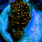 Ultra Corellamorph - Interstella Morph Coral WYSIWYG S1R1B2 1cm Ultra Corellamorph - Interstella Morph Coral WYSIWYG S1R1B2 1cm Animals & Pet Supplies Ultra Corellamorph - Interstella Morph Coral WYSIWYG S1R1B2 1cm Zeo Box Reef