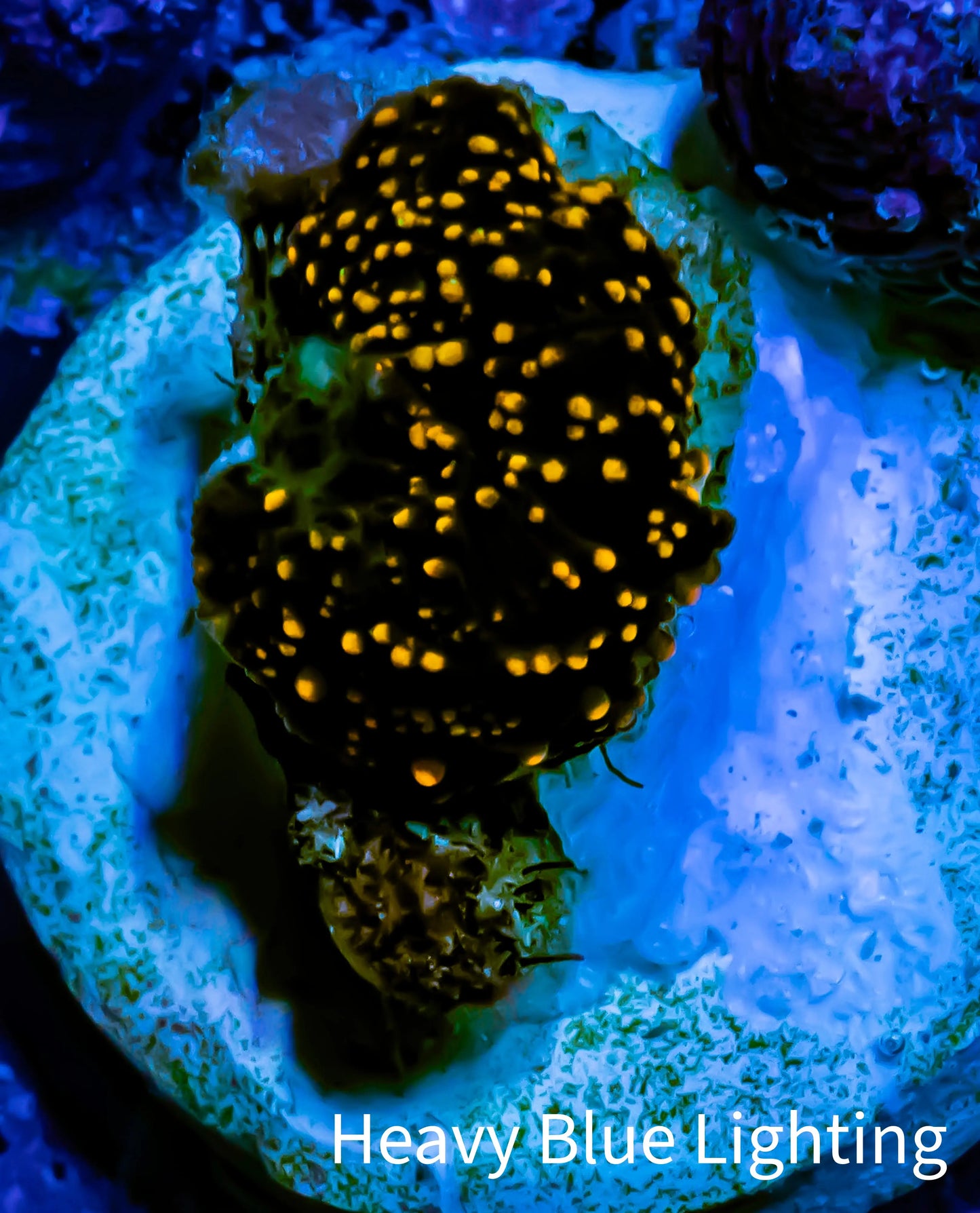 Ultra Corellamorph - Interstella Morph Coral WYSIWYG S1R1B2 1cm Ultra Corellamorph - Interstella Morph Coral WYSIWYG S1R1B2 1cm Animals & Pet Supplies Ultra Corellamorph - Interstella Morph Coral WYSIWYG S1R1B2 1cm Zeo Box Reef