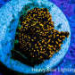 Ultra Corellamorph - Interstella Morph Coral WYSIWYG S2R1B2 1cm Ultra Corellamorph - Interstella Morph Coral WYSIWYG S2R1B2 1cm Animals & Pet Supplies Ultra Corellamorph - Interstella Morph Coral WYSIWYG S2R1B2 1cm Zeo Box Reef
