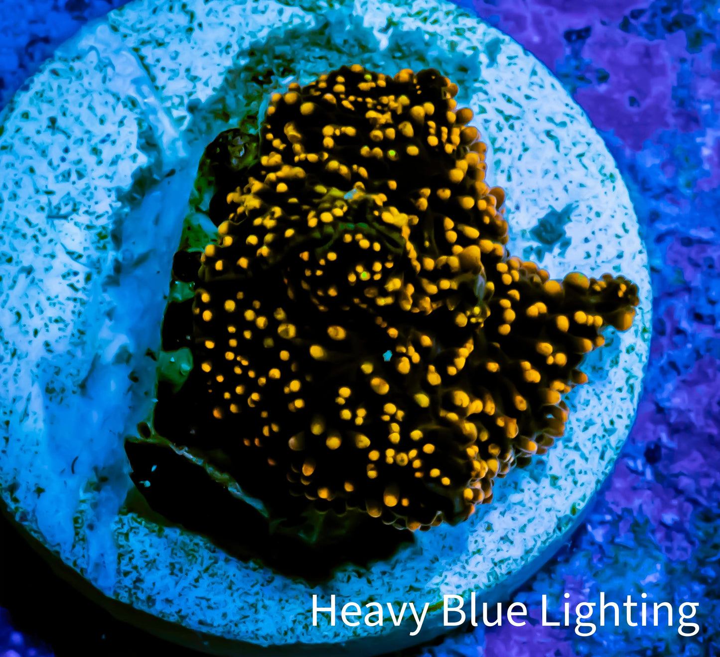 Ultra Corellamorph - Interstella Morph Coral WYSIWYG S2R1B2 1cm Ultra Corellamorph - Interstella Morph Coral WYSIWYG S2R1B2 1cm Animals & Pet Supplies Ultra Corellamorph - Interstella Morph Coral WYSIWYG S2R1B2 1cm Zeo Box Reef