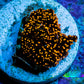 Ultra Corellamorph - Interstella Morph Coral WYSIWYG S2R1B2 1cm Ultra Corellamorph - Interstella Morph Coral WYSIWYG S2R1B2 1cm Animals & Pet Supplies Ultra Corellamorph - Interstella Morph Coral WYSIWYG S2R1B2 1cm Zeo Box Reef