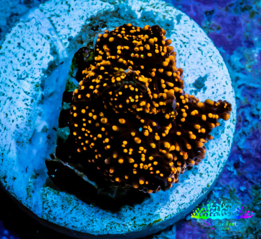 Ultra Corellamorph - Interstella Morph Coral WYSIWYG S2R1B2 1cm Ultra Corellamorph - Interstella Morph Coral WYSIWYG S2R1B2 1cm Animals & Pet Supplies Ultra Corellamorph - Interstella Morph Coral WYSIWYG S2R1B2 1cm Zeo Box Reef