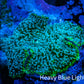 Ultra Corellamorph - Interstella Morph Coral WYSIWYG S3R1B2 2cm Ultra Corellamorph - Interstella Morph Coral WYSIWYG S3R1B2 2cm Animals & Pet Supplies Ultra Corellamorph - Interstella Morph Coral WYSIWYG S3R1B2 2cm Zeo Box Reef