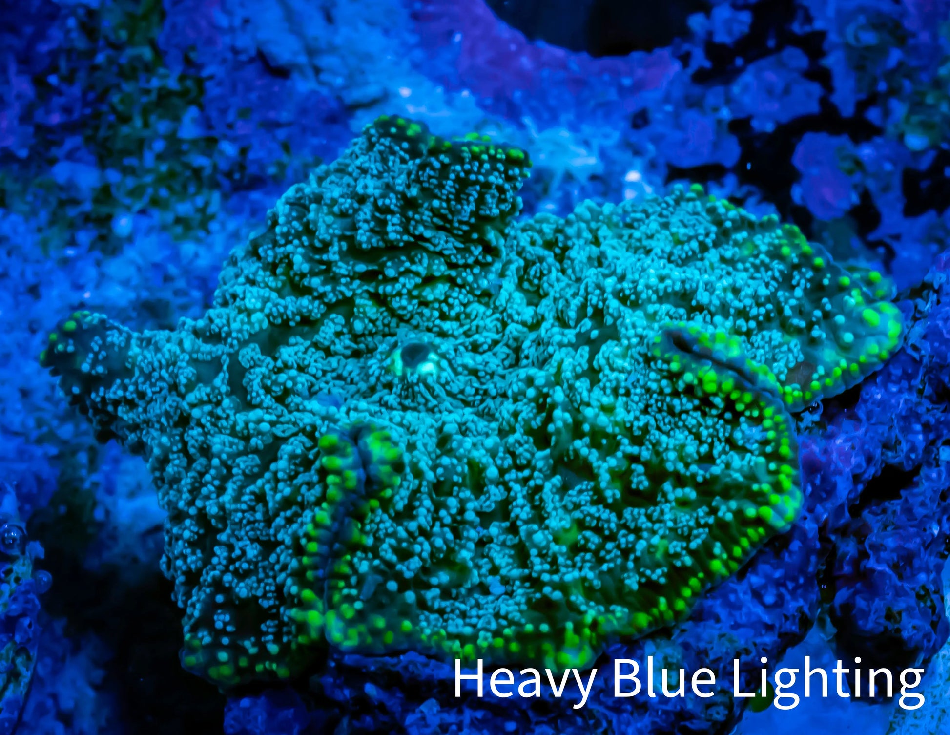 Ultra Corellamorph - Interstella Morph Coral WYSIWYG S3R1B2 2cm Ultra Corellamorph - Interstella Morph Coral WYSIWYG S3R1B2 2cm Animals & Pet Supplies Ultra Corellamorph - Interstella Morph Coral WYSIWYG S3R1B2 2cm Zeo Box Reef