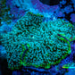 Ultra Corellamorph - Interstella Morph Coral WYSIWYG S3R1B2 2cm Ultra Corellamorph - Interstella Morph Coral WYSIWYG S3R1B2 2cm Animals & Pet Supplies Ultra Corellamorph - Interstella Morph Coral WYSIWYG S3R1B2 2cm Zeo Box Reef