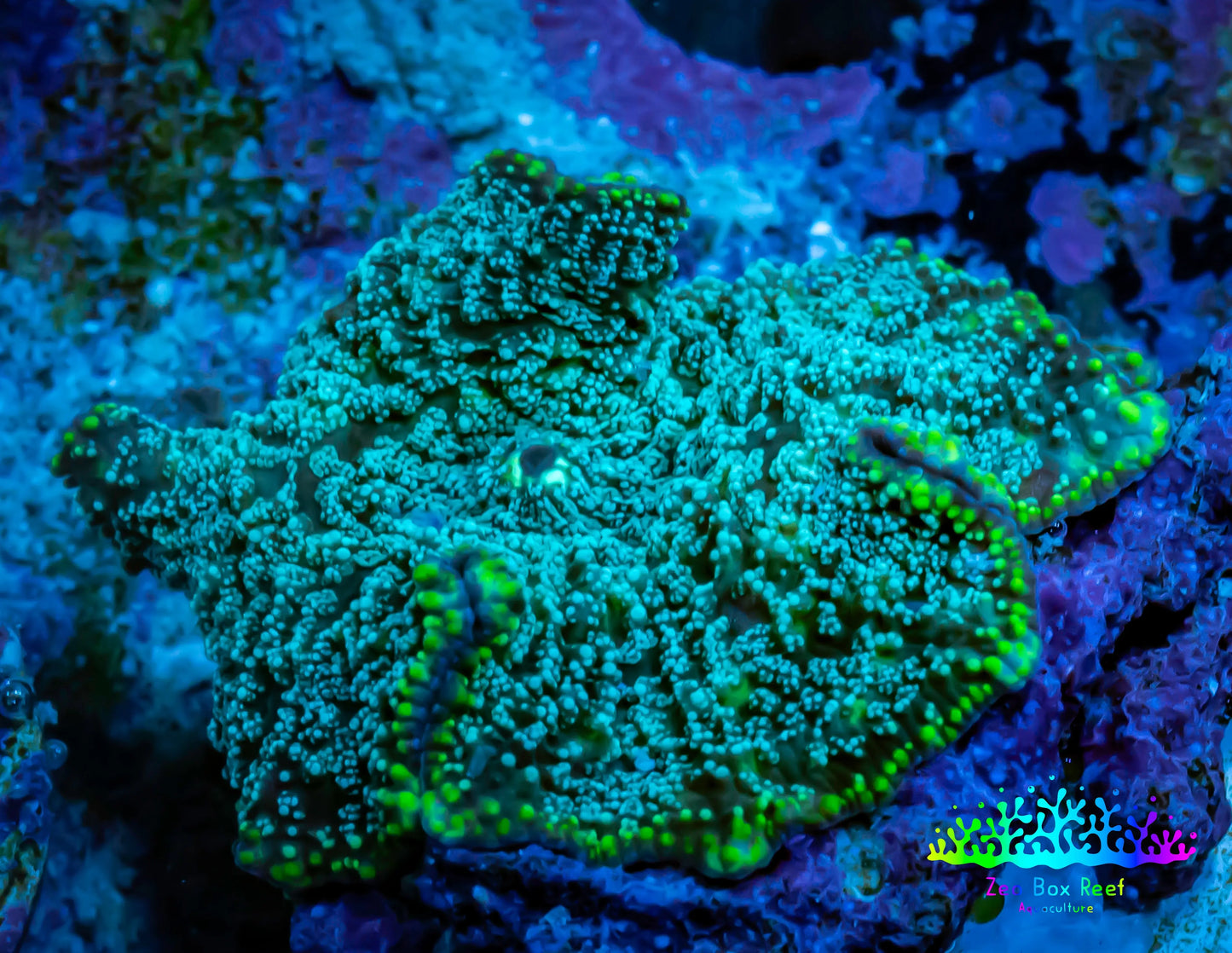 Ultra Corellamorph - Interstella Morph Coral WYSIWYG S3R1B2 2cm Ultra Corellamorph - Interstella Morph Coral WYSIWYG S3R1B2 2cm Animals & Pet Supplies Ultra Corellamorph - Interstella Morph Coral WYSIWYG S3R1B2 2cm Zeo Box Reef
