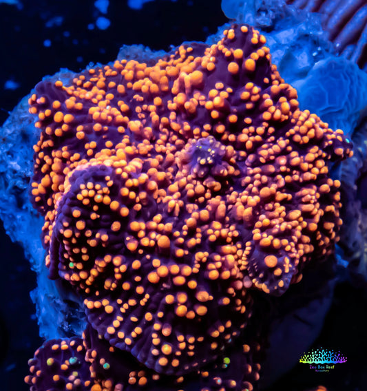 Ultra Corellamorph - Interstella Ultra Corellamorph - Interstella Animals & Pet Supplies Ultra Corellamorph - Interstella Zeo Box Reef