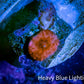 Ultra Corellamorph - Morph Coral Pup WYSIWYG Ultra Corellamorph - Morph Coral Pup WYSIWYG Animals & Pet Supplies Ultra Corellamorph - Morph Coral Pup WYSIWYG Zeo Box Reef