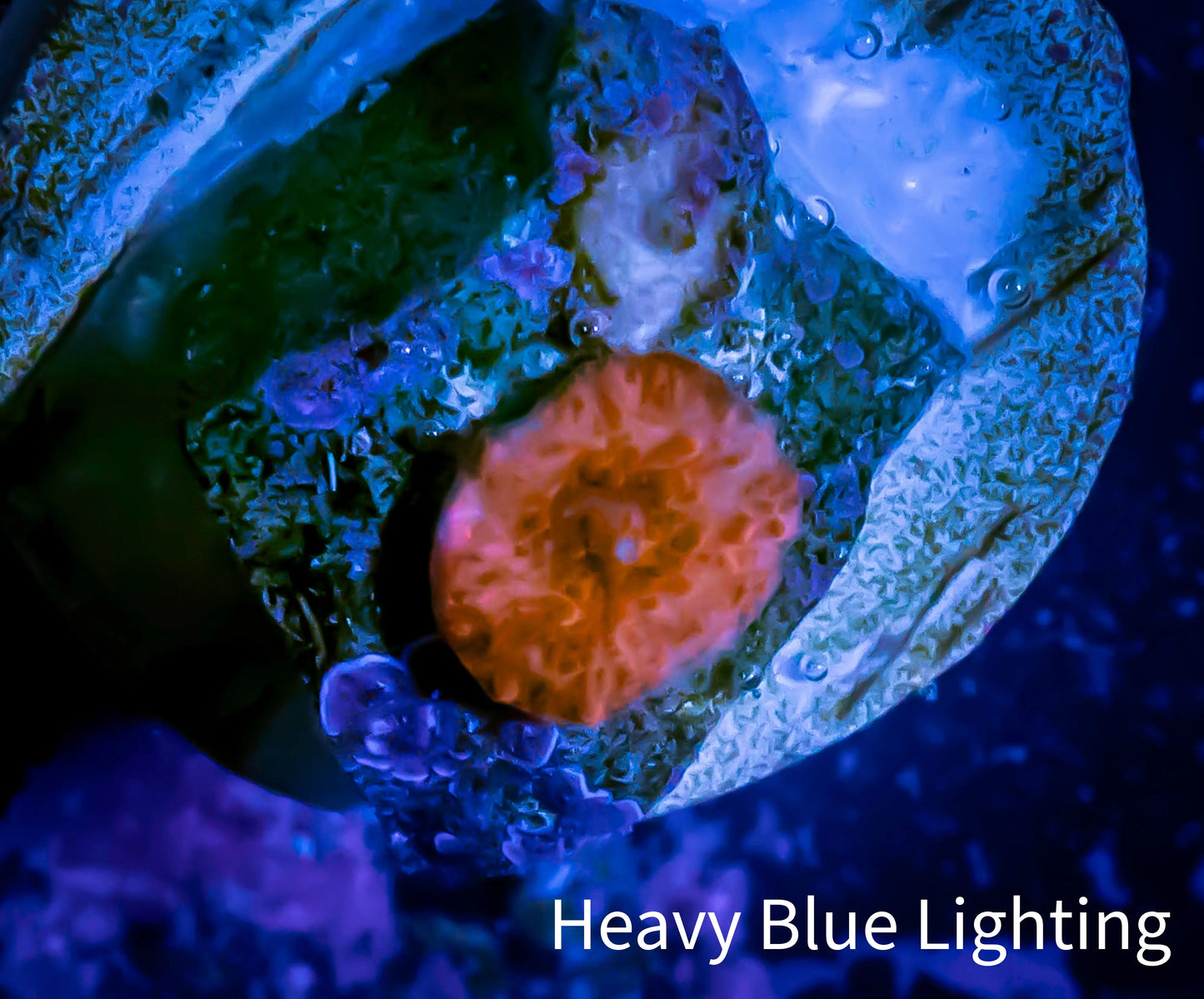 Ultra Corellamorph - Morph Coral Pup WYSIWYG Ultra Corellamorph - Morph Coral Pup WYSIWYG Animals & Pet Supplies Ultra Corellamorph - Morph Coral Pup WYSIWYG Zeo Box Reef