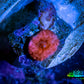 Ultra Corellamorph - Morph Coral Pup WYSIWYG Ultra Corellamorph - Morph Coral Pup WYSIWYG Animals & Pet Supplies Ultra Corellamorph - Morph Coral Pup WYSIWYG Zeo Box Reef