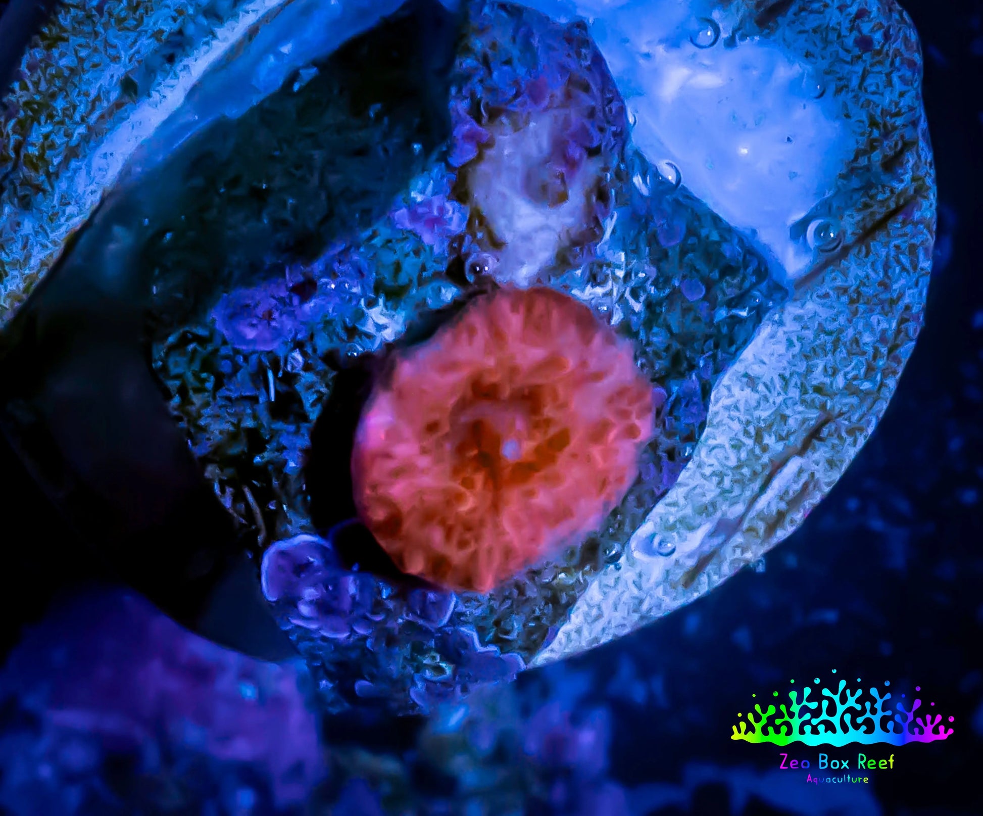 Ultra Corellamorph - Morph Coral Pup WYSIWYG Ultra Corellamorph - Morph Coral Pup WYSIWYG Animals & Pet Supplies Ultra Corellamorph - Morph Coral Pup WYSIWYG Zeo Box Reef